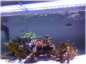 Aquarium Tubes
